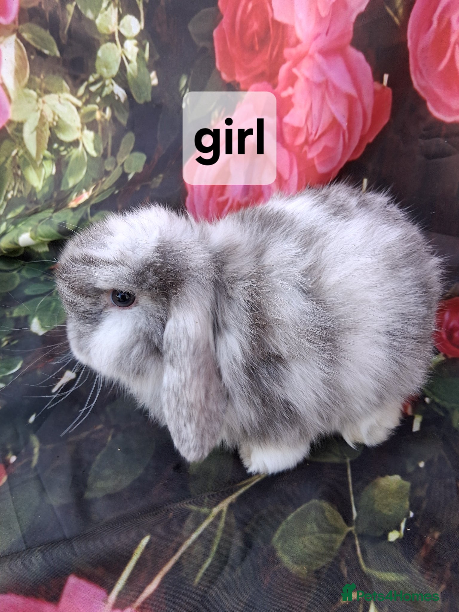Mini Lop rabbits Pure mini lop baby rabbits/bunnies - Advert 2