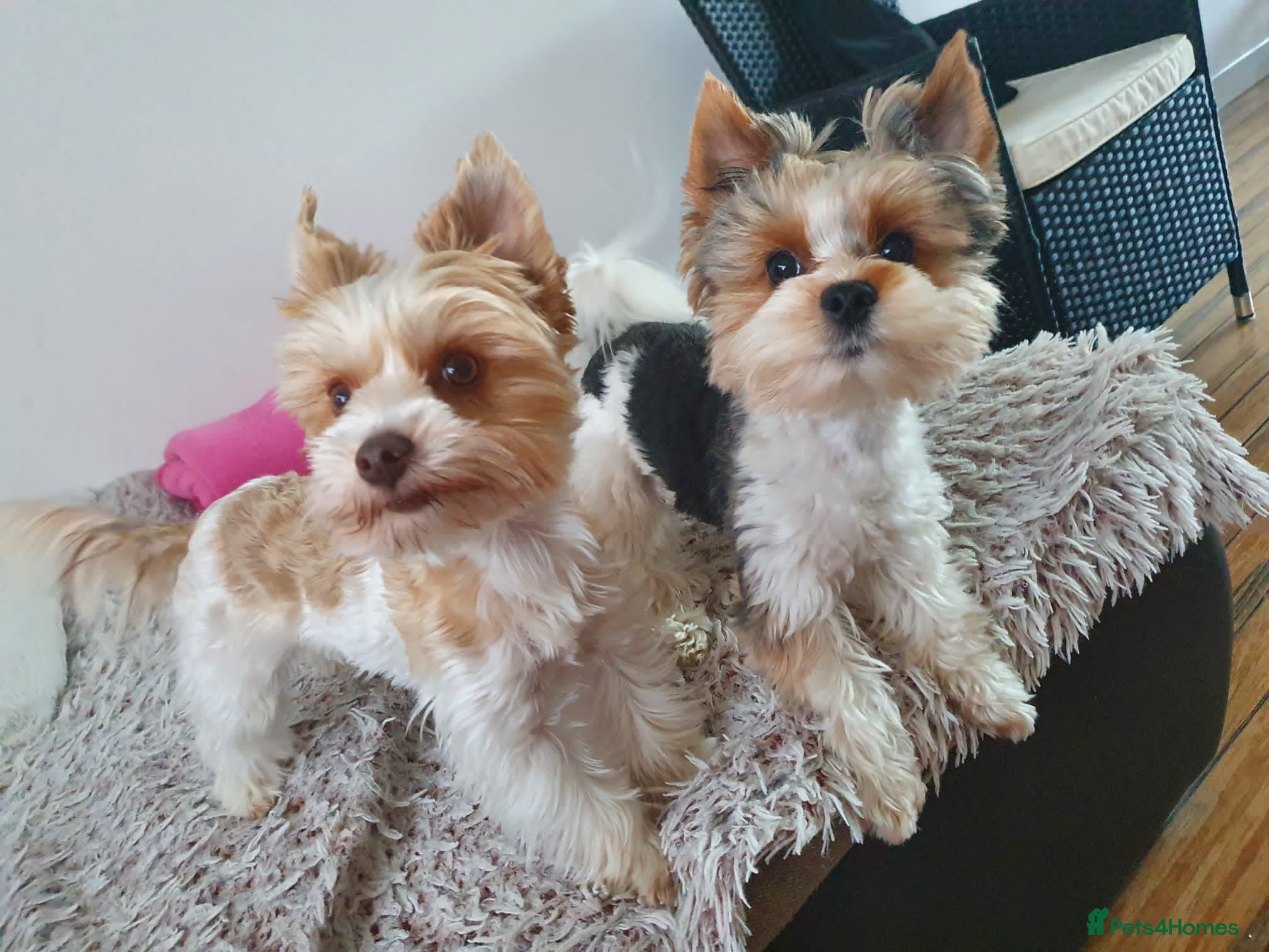 Biewer Terrier dogs Biewer Yorkshire Terier - Advert 1