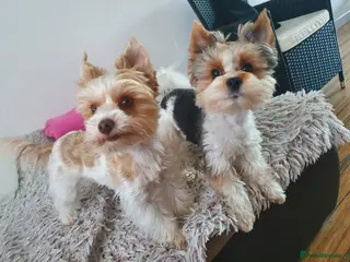 Biewer Terrier dogs Biewer Yorkshire Terier - Advert 1