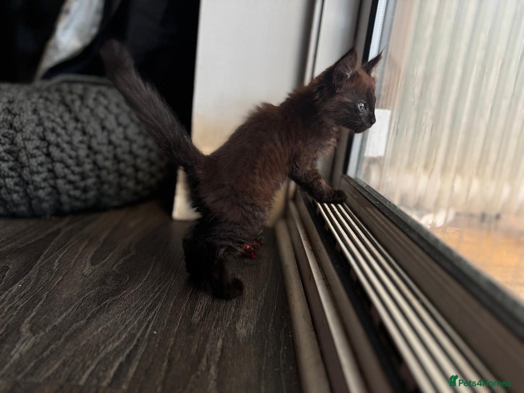 Balinese cats for sale: Kitten for sale - Image 14