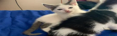 Mixed Breed Kitten 3