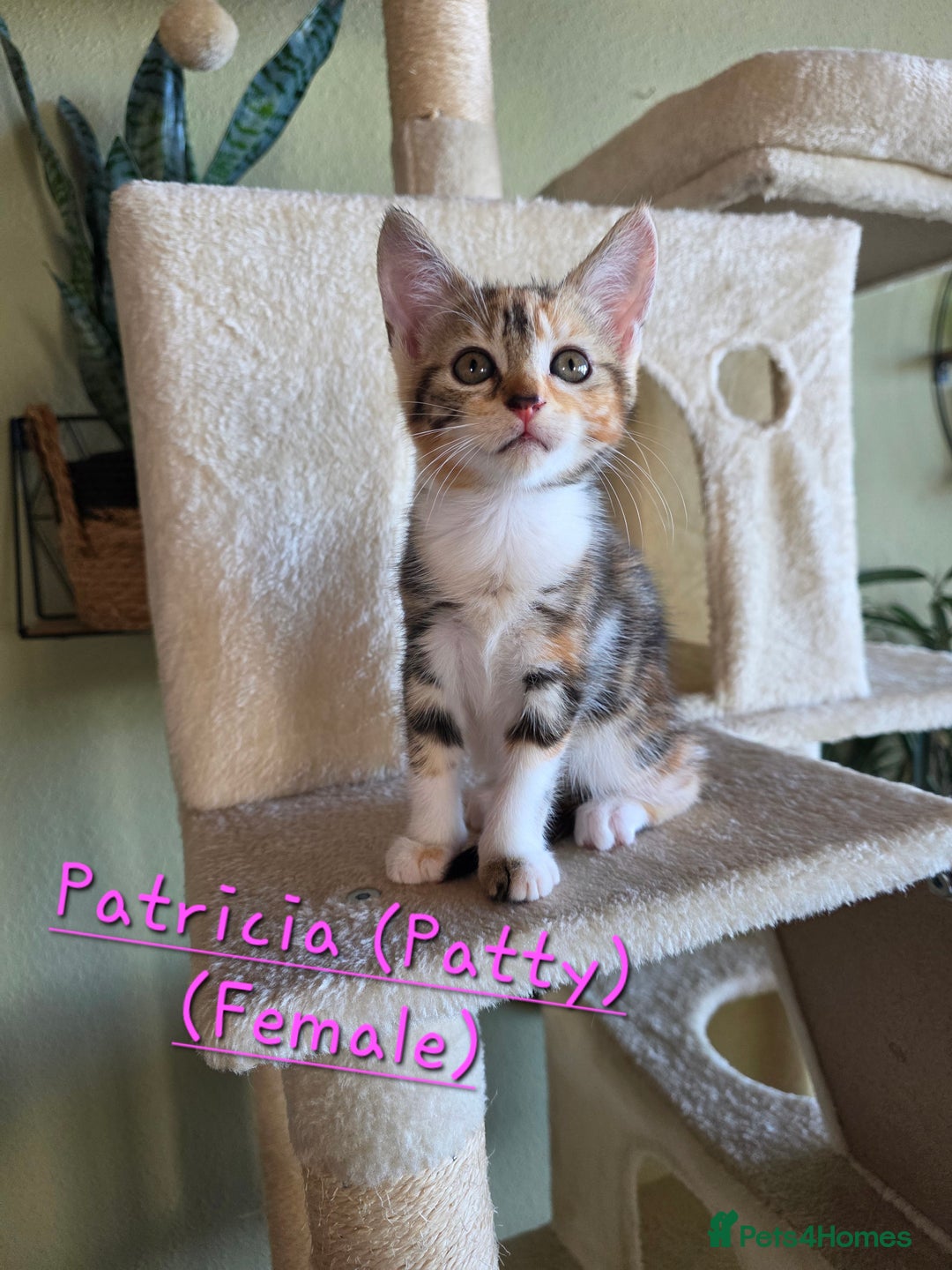 Domestic Shorthair cats for sale: Four sweet little flufflets - Image 2