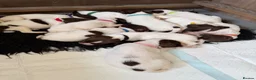 English Springer Spaniel dogs for sale: Very nicely bred English Springer Spaniel puppies  in Dalkeith - Advert 3