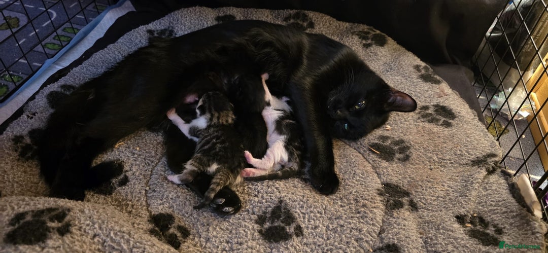 Domestic Shorthair cats for sale: Beautiful kittens ready 11th Sept - Image 14
