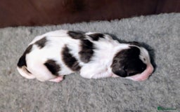English Springer Spaniel dogs for sale: English Springer puppy *READY NOW* - Image 21