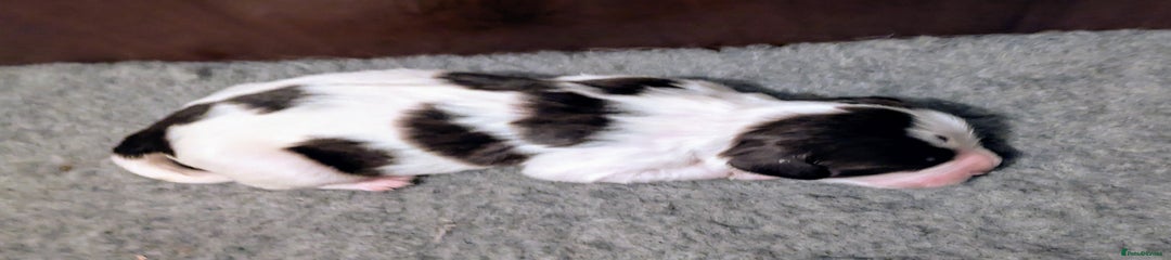 English Springer Spaniel Puppy 3