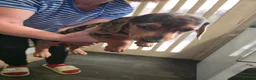 Dachshund dogs for sale: Dchshund miniature - Advert 27