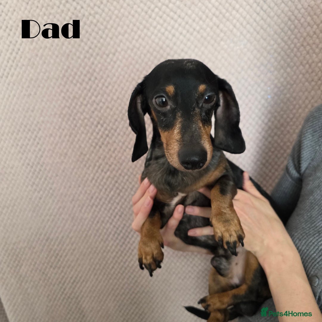 Miniature Dachshund dogs for sale: Dachshund pups - Advert 14