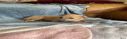 Mixed Breed dogs for sale: Stunning Wiggy’s Italian greyhound x whippet  - Advert 5