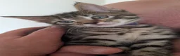 Maine Coon cats for sale: Beautiful Maine Coon/Bengal kittens - Advert 13