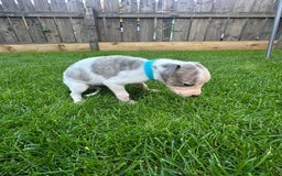 Whippet dogs for sale: ⭐️ KC Whippet pups blue and white. ⭐️ - Image 11