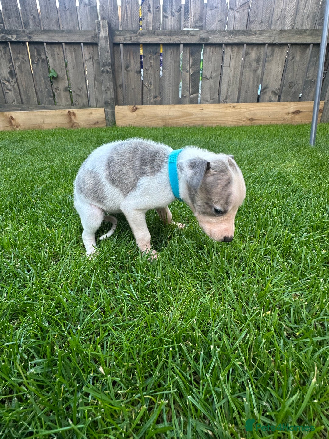 Whippet dogs for sale: ⭐️ KC Whippet pups blue and white. ⭐️ - Image 11