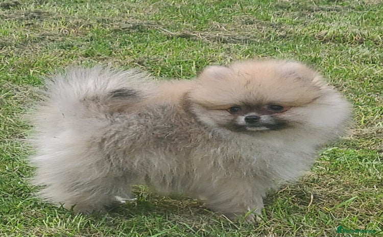 Pomeranian dogs - Advert 1