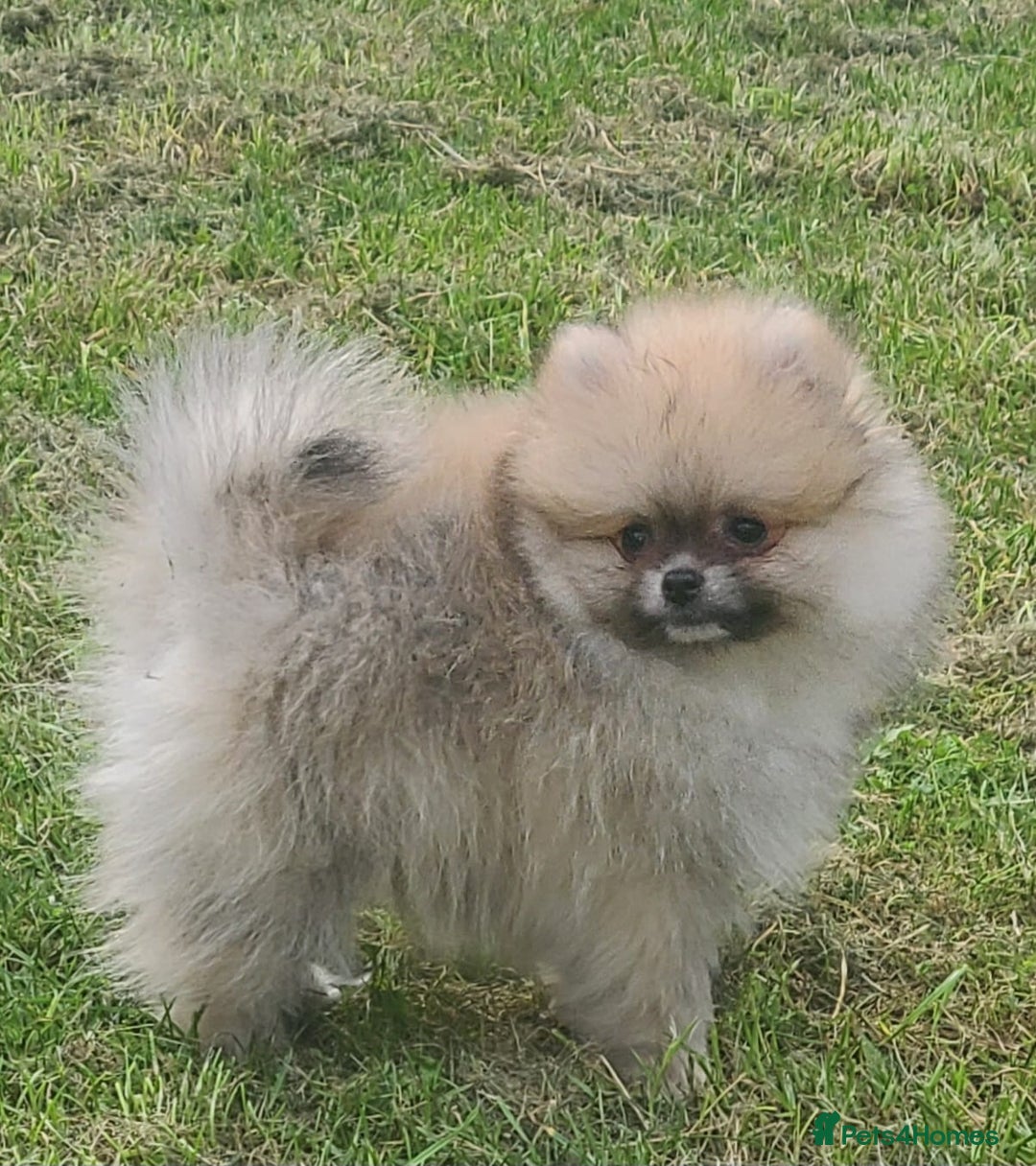 Pomeranian dogs for sale: Pomeranian puppies Ready Now. 1 white Male LEFT!! - Image 3