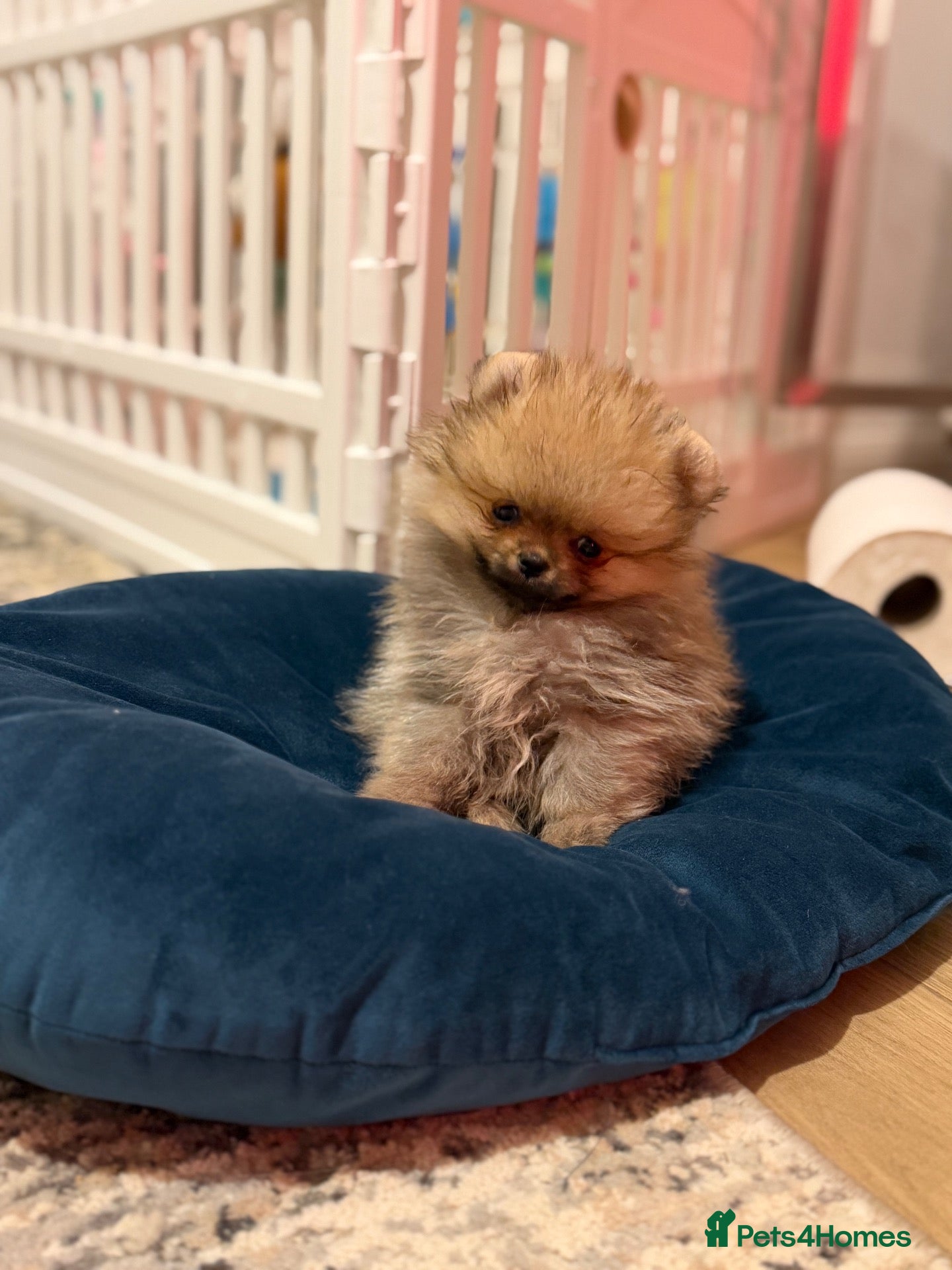 Pomeranian dogs for sale: Micro size teddy  face  - Advert 2