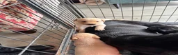 Labrador Retriever dogs for sale: KC Registered Working Labrador Pups  - Advert 22