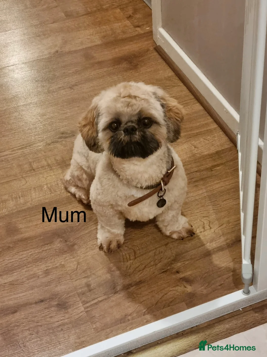 Shih Tzu dogs for sale: ** Beautiful boy and girl shihtzu ready ** - Advert 2