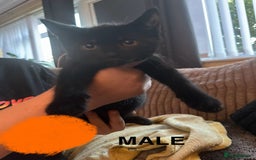 British Shorthair cats for sale: Beautiful Lively Kittens   - Image 2