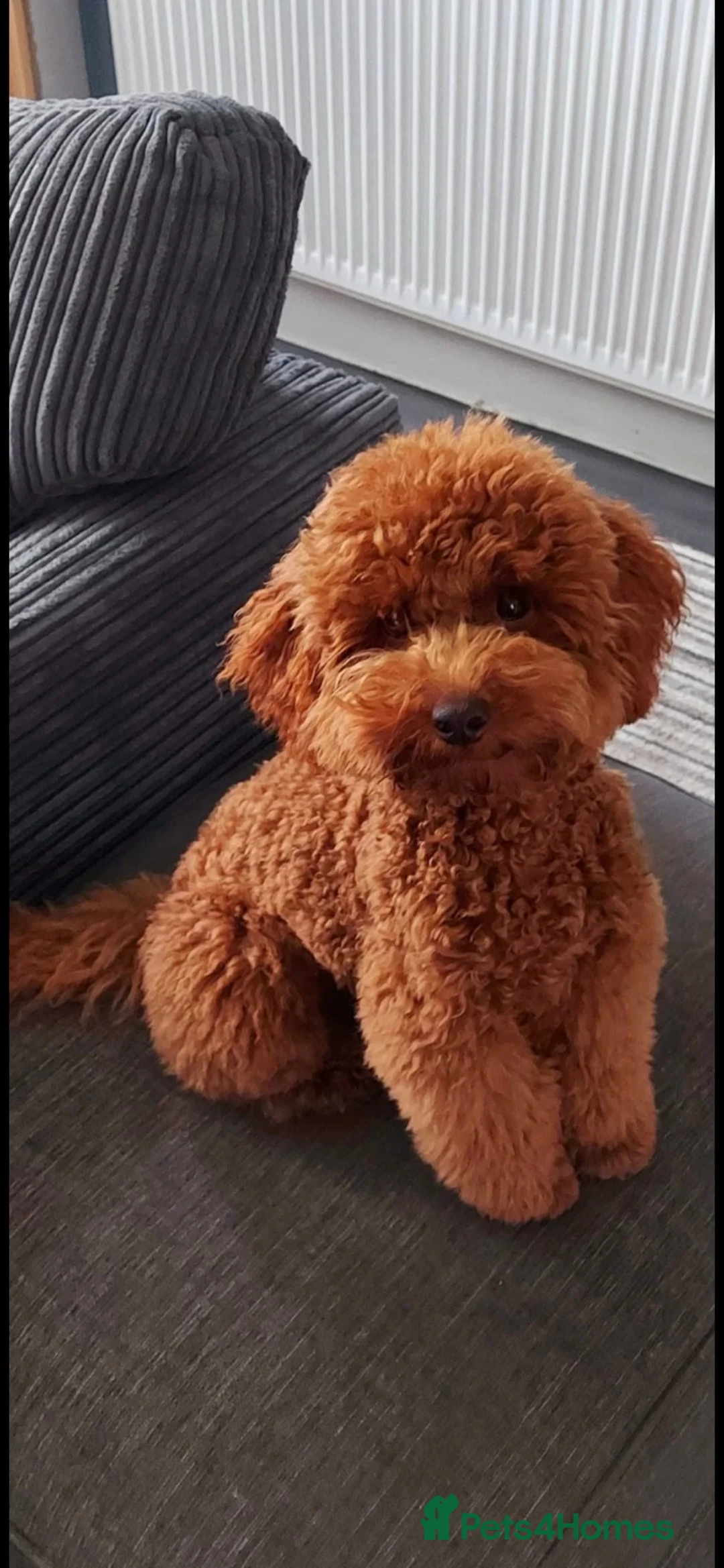 Labradoodle dogs for sale: Outstanding F1 miniatures health test tested  - Advert 12
