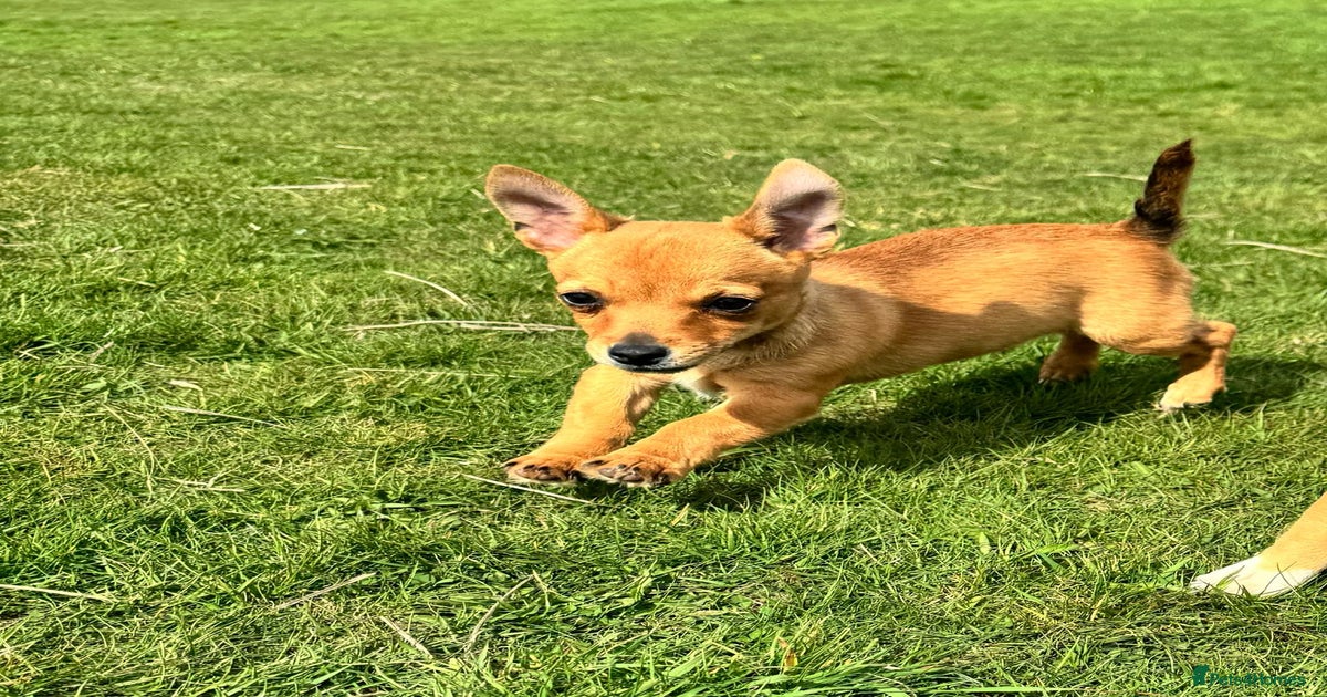 Jack Russell x chihuahua puppies for sale in Barking | Pets4Homes