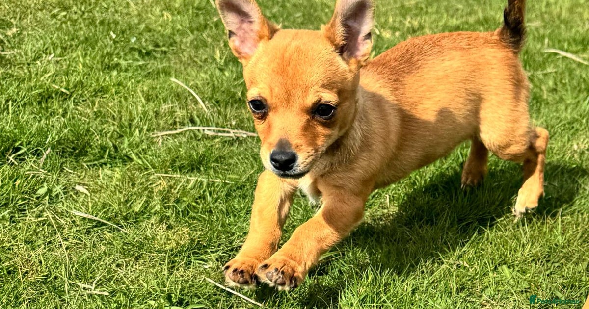 Jack Russell x chihuahua puppies for sale in Barking | Pets4Homes
