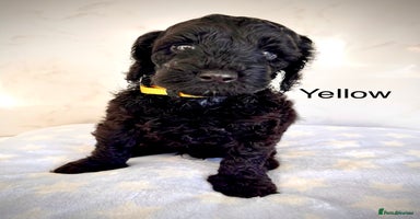 Cockapoo dogs - Advert 4