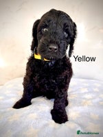 Cockapoo dogs - Advert 8