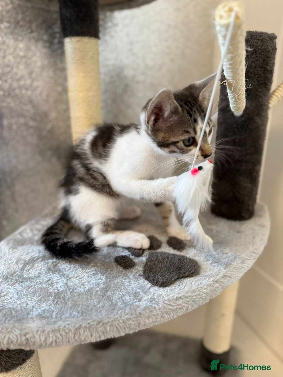 Mixed Breed cats for sale: Last half bengal baby boy 💕 - Image 10