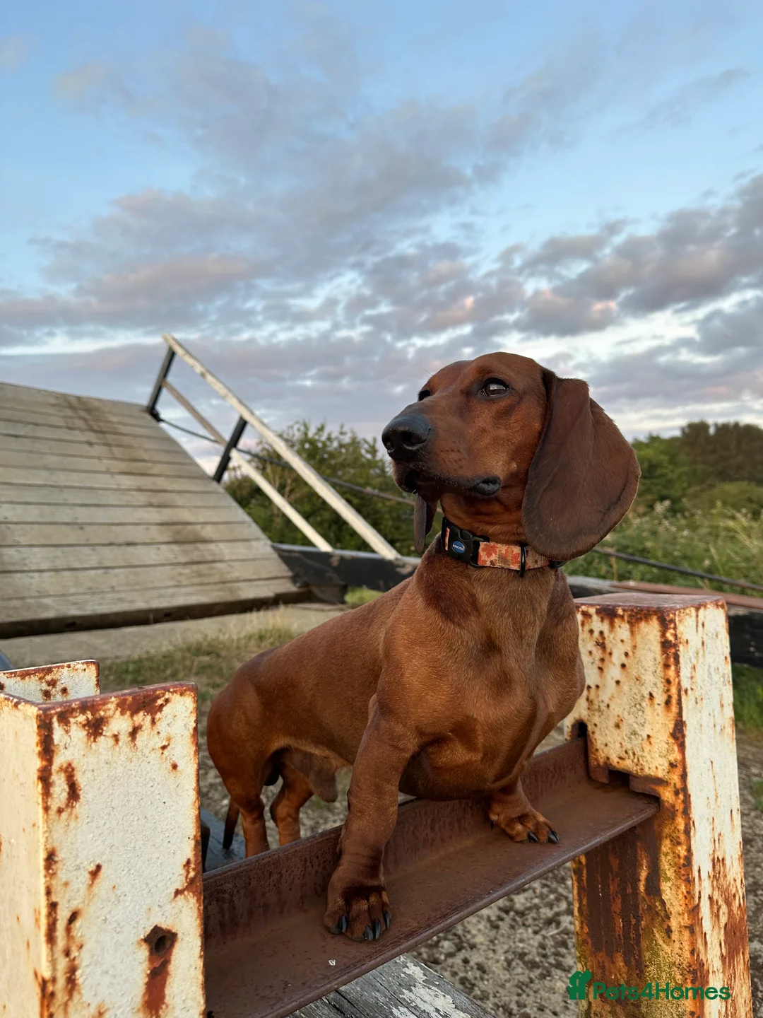 Dachshund dogs for stud: KC Standard smooth red hair dachshund  stud in Banbury - Advert 24