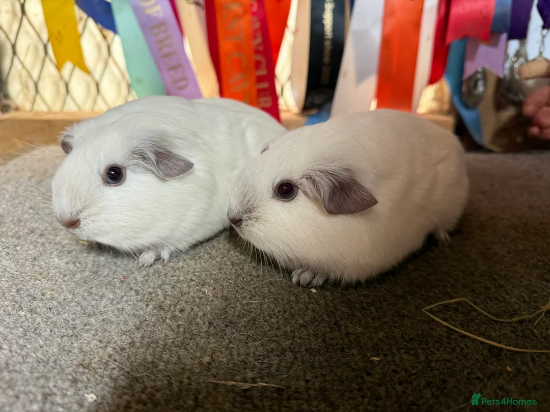 Guinea Pig rodents for sale: 2 x Chocolate point white Californian sows - Advert 9