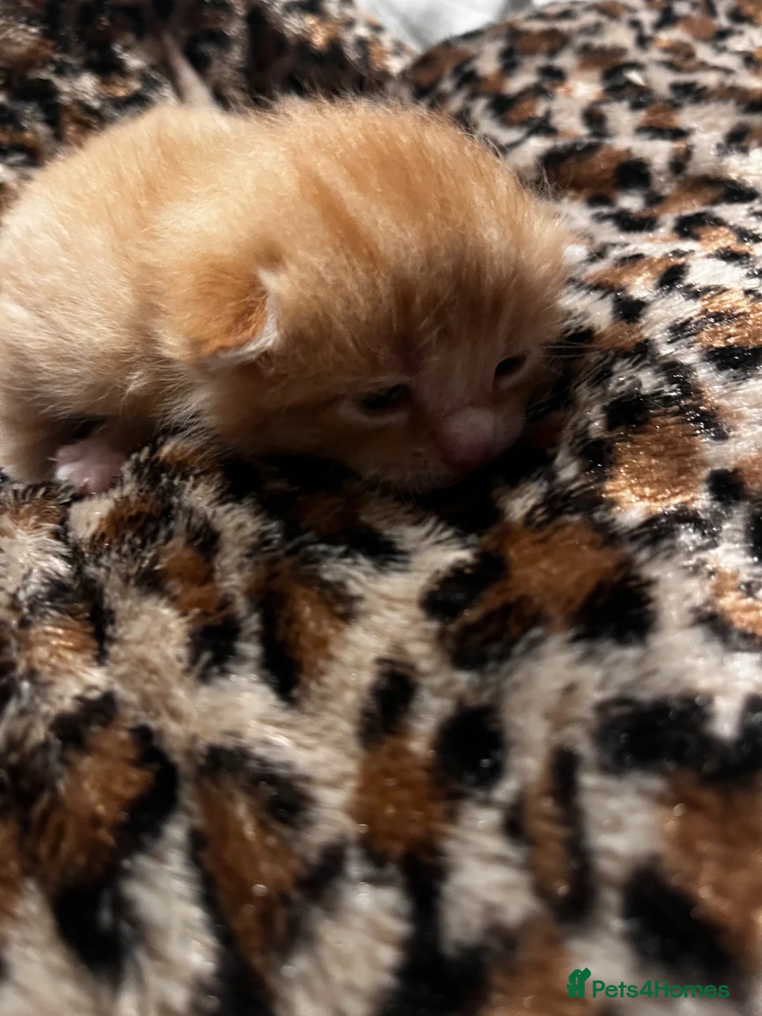 British Shorthair cats for sale: 4 beautiful kittens  - Advert 5