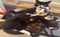 Domestic Shorthair cats for sale: 4 kittens(2 females,2 males) - Image 5