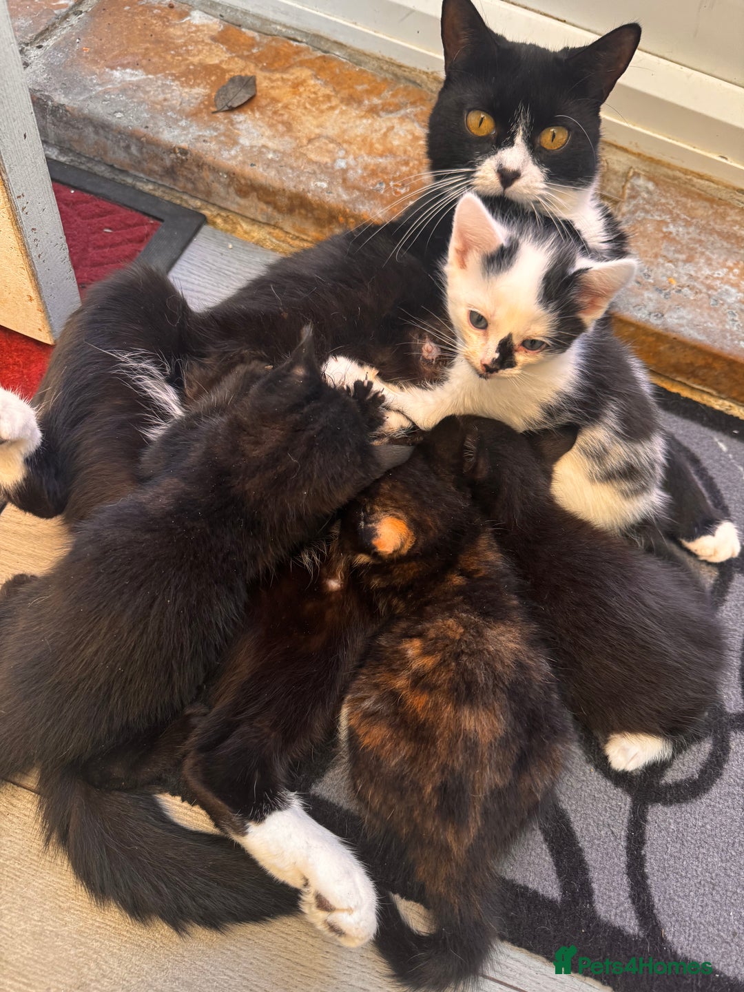 Domestic Shorthair cats for sale: 4 kittens(2 females,2 males) - Image 5