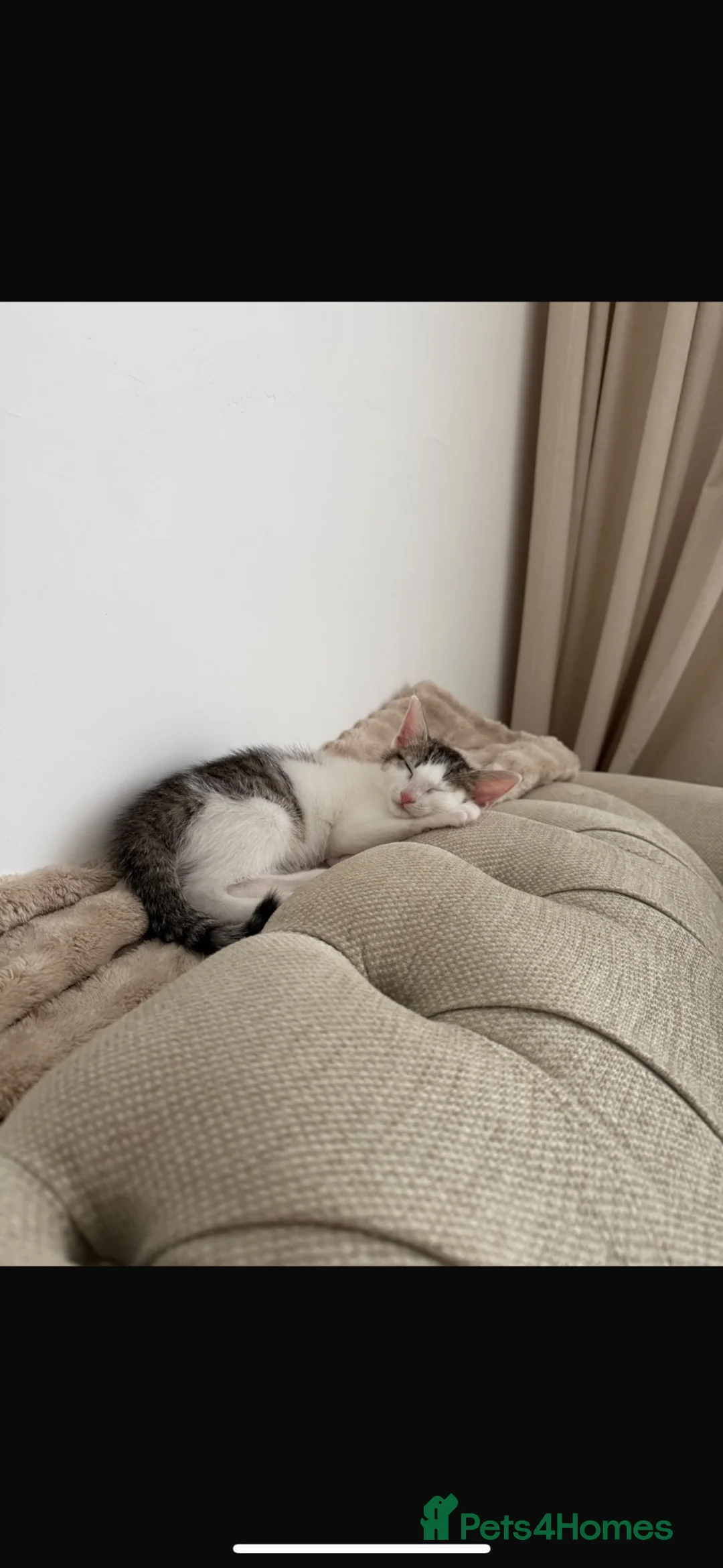 Mixed Breed cats for sale: Baby Boba — Loving Kitten Seeking Forever Home in Manchester - Advert 4
