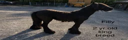 Irish Cob horses for sale: Mare, filly and colts  - Advert 5