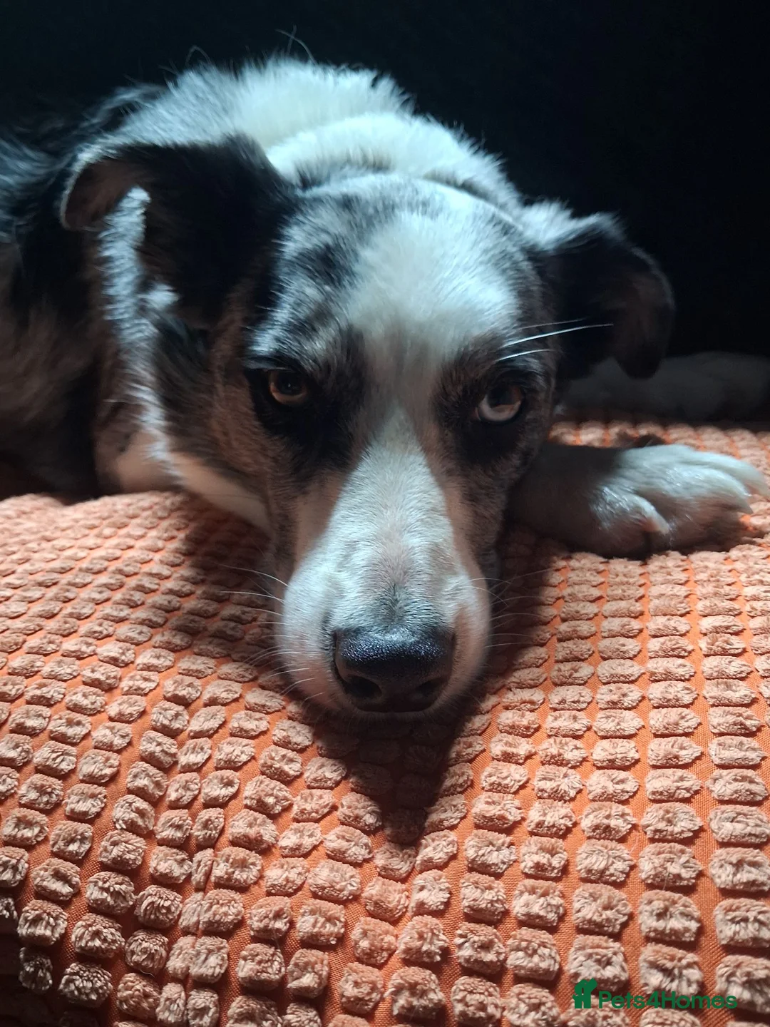 Border Collie dogs for sale: Blue merle bi eyed male for rehome in Huddersfield - Advert 2