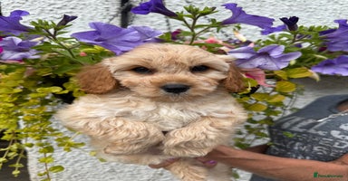 Cavapoo dogs in Lanark - Advert 15