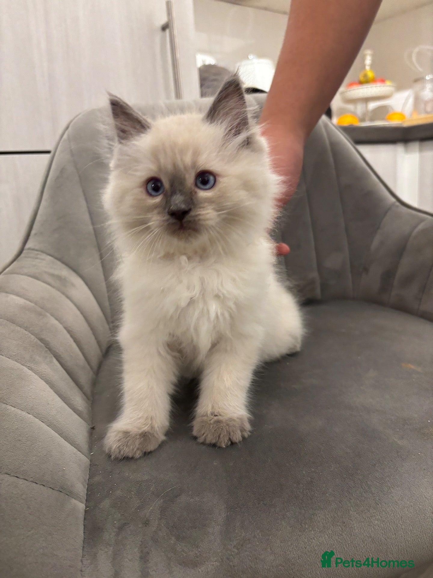 Ragdoll cats for sale: Blue mitted, large-sized line Ragdolls for sale - Advert 1