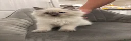 Ragdoll cats for sale: Blue mitted, large-sized line Ragdolls for sale in Gloucester - Advert 1