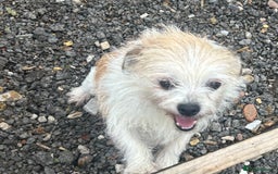 Mixed Breed dogs for sale: Loving female dog looking for a new forever home - Image 2