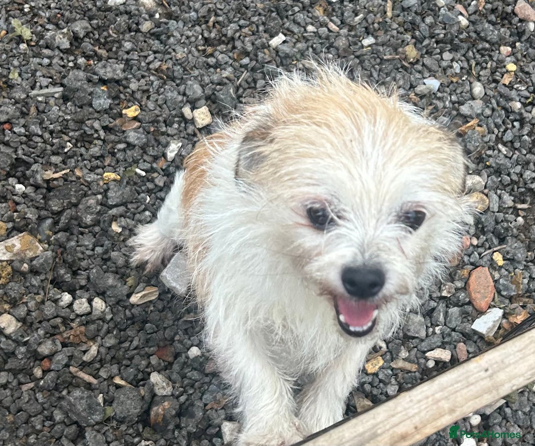 Mixed Breed dogs for sale: Loving female dog looking for a new forever home - Image 2