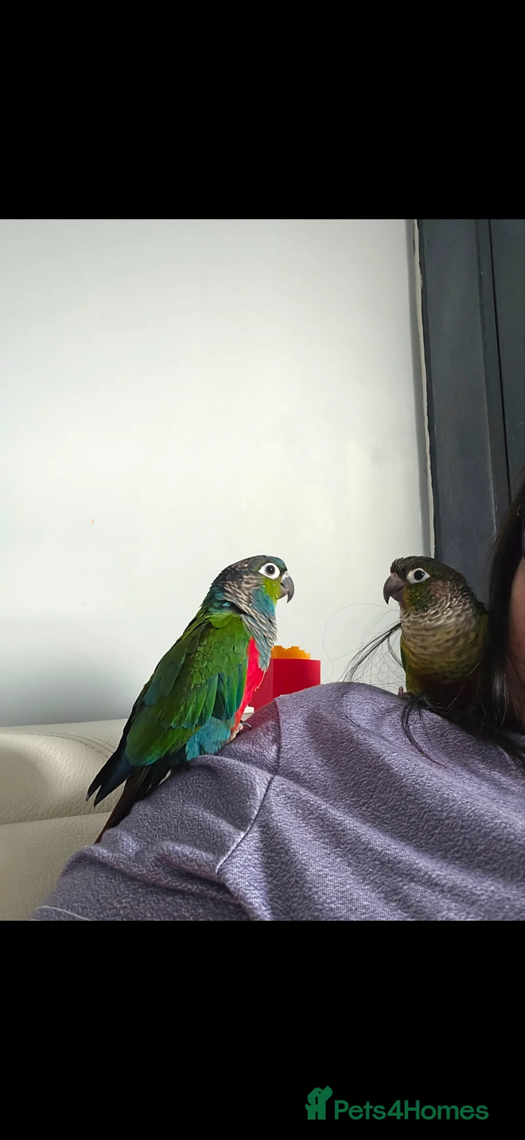 Conures birds for sale: Two beautiful funny Conures.  in Porth - Advert 1