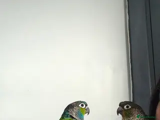 Conures birds Two beautiful funny Conures. - Advert 1