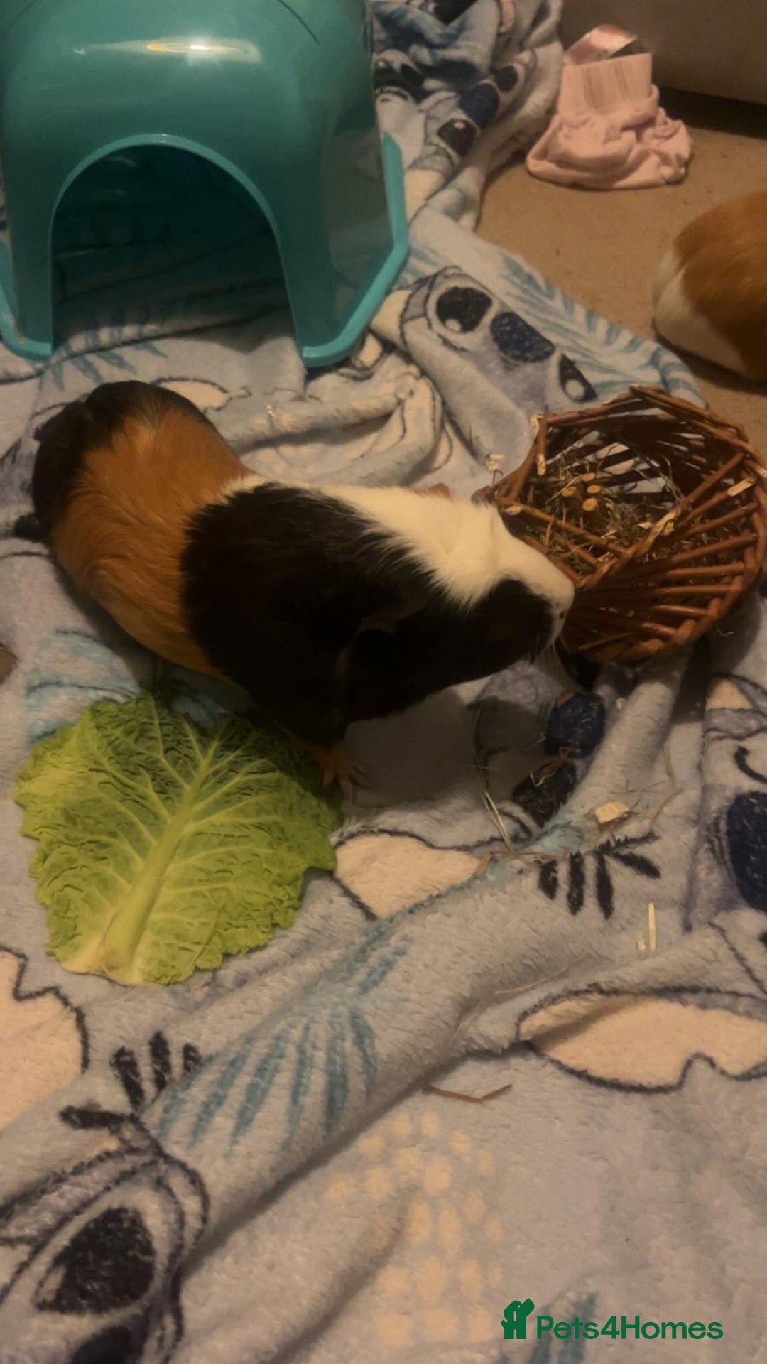 Guinea Pig rodents for sale: 2 guinea pigs - Image 2