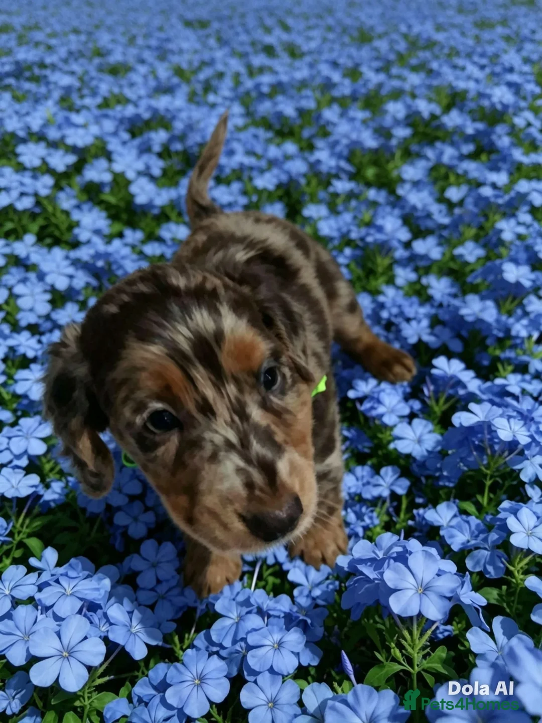 Jackshund dogs for sale: Jack dachshund xdaschound  in Wakefield - Advert 14