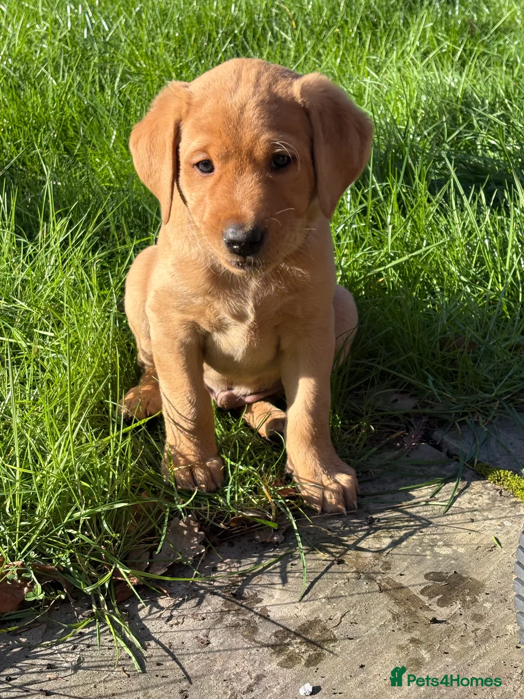 Labrador Retriever dogs for sale: Labrador Puppies KC Registered Golden  - Advert 1
