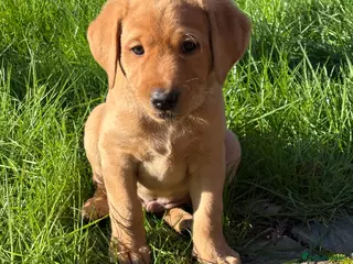 Labrador Retriever dogs Labrador Puppies KC Registered Golden - Advert 5