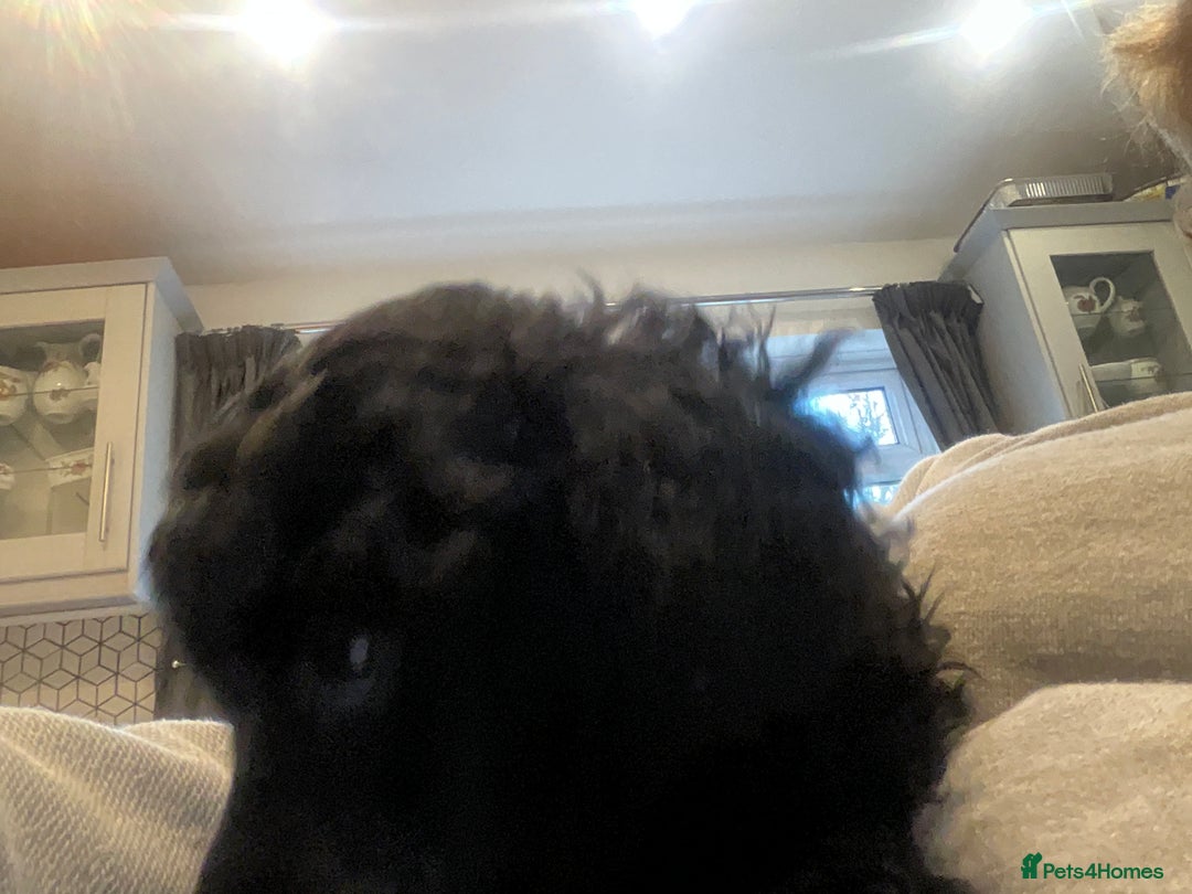Toy Poodle dogs for sale: Purebred black toy poodle - Advert 4