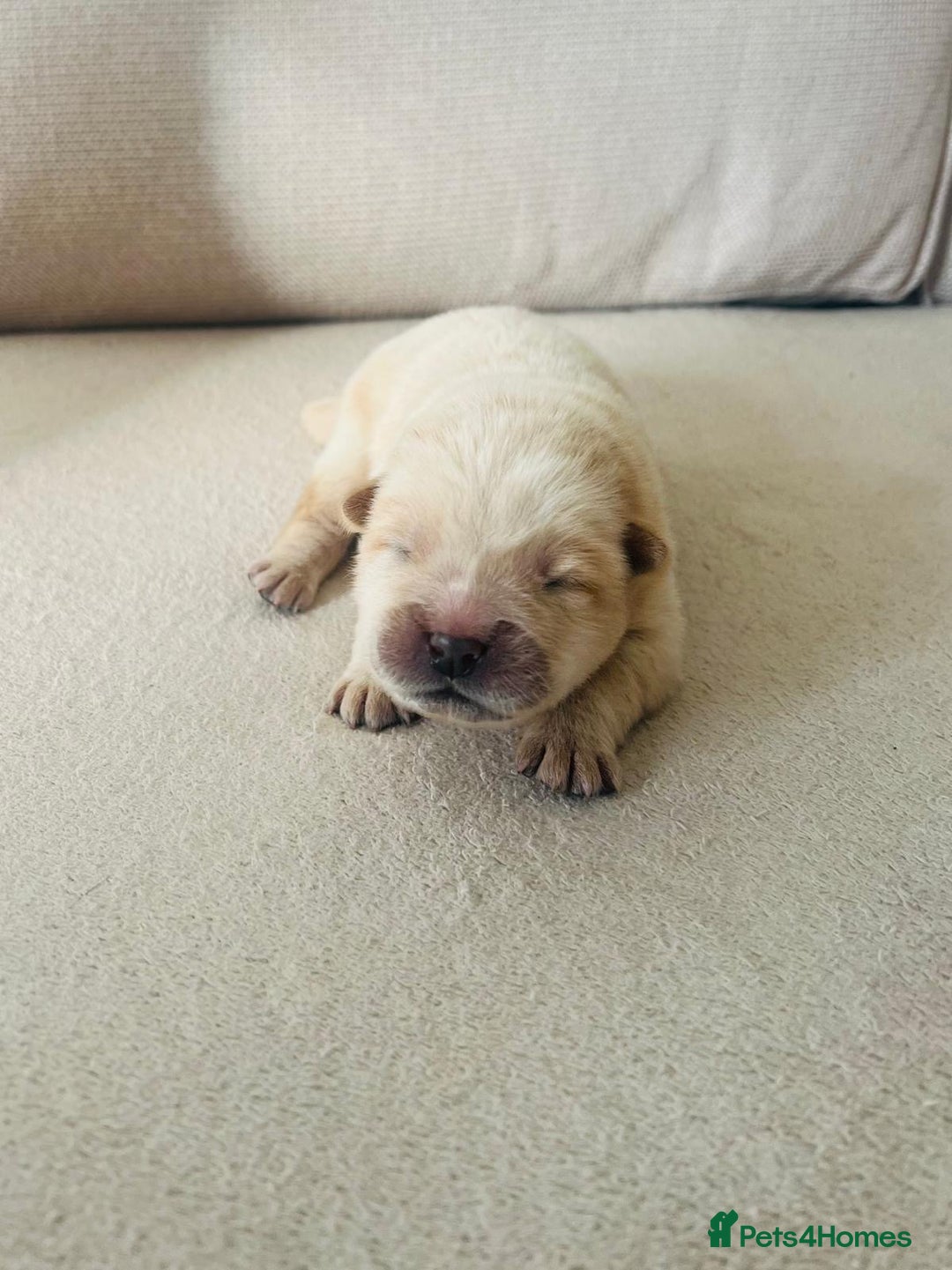 Chow Chow dogs for sale: Gorgeous Chow Chow Puppies Raised in a loving Home - Image 14