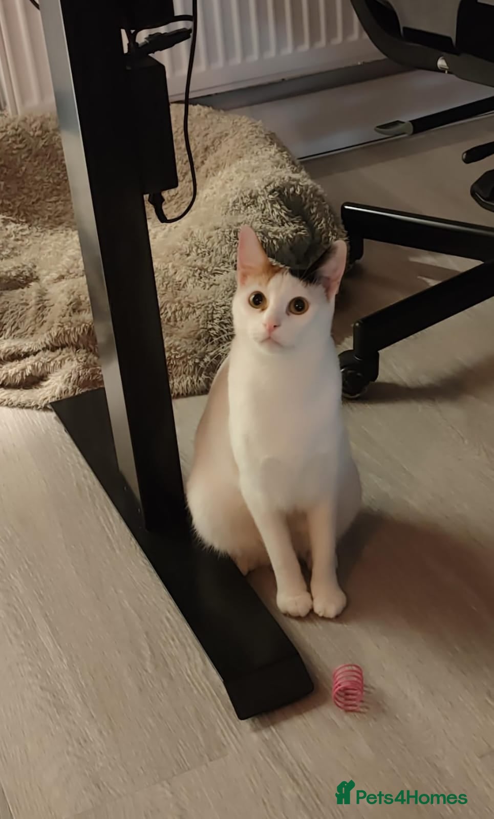 Arabian Mau cats Lulu - Gorgeous and friendly Arabian Mau - Advert 11